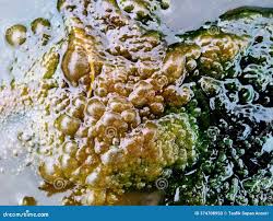 Attēlu rezultāti vaicājumam “Nostoc pruniforme”