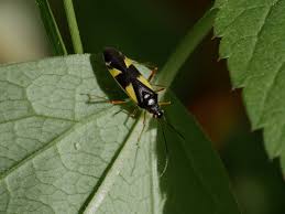 Attēlu rezultāti vaicājumam “Dryophilocoris flavoquadrimaculatus imago”