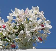 Attēlu rezultāti vaicājumam “Malus x zumi”