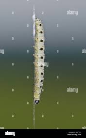 Attēlu rezultāti vaicājumam “Yponomeuta malinellus / cagnagella”