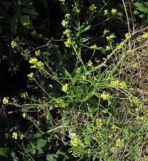 Attēlu rezultāti vaicājumam “Bunias orientalis flower”