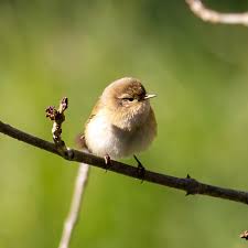 Attēlu rezultāti vaicājumam “Phylloscopus collybita”