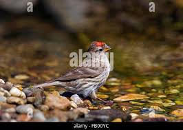 Attēlu rezultāti vaicājumam “Carduelis flammea male”