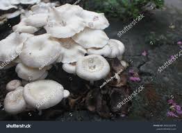Attēlu rezultāti vaicājumam “Polyporus umbellatus”