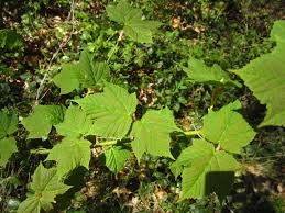 Attēlu rezultāti vaicājumam “Acer rufinerve”