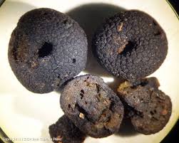 Attēlu rezultāti vaicājumam “Pachyphloeus melanoxanthus”