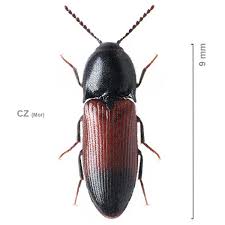 Attēlu rezultāti vaicājumam “Ampedus balteatus”