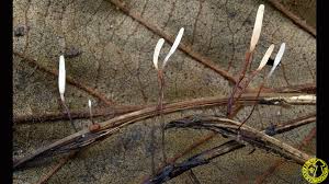 Attēlu rezultāti vaicājumam “Typhula erythropus”