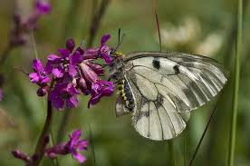 Attēlu rezultāti vaicājumam “Parnassius mnemosyne”