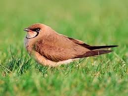 Image result for Glareola maldivarum