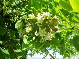 Attēlu rezultāti vaicājumam “Gymnocladus dioicus flower”