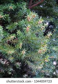 Attēlu rezultāti vaicājumam “Taxus baccata male flower”