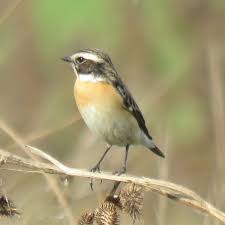 Attēlu rezultāti vaicājumam “Saxicola rubetra”