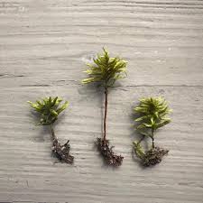 Attēlu rezultāti vaicājumam “Climacium dendroides”