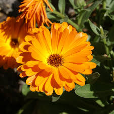 Attēlu rezultāti vaicājumam “Calendula officinalis flower”