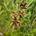 Attēlu rezultāti vaicājumam “Schoenoplectus lacustris subsp. glaucus fruit”