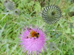 Attēlu rezultāti vaicājumam “Arctophila superbiens”