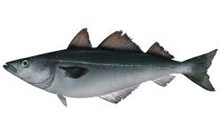 Image result for Pollachius virens