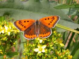 Attēlu rezultāti vaicājumam “Lycaena dispar male”