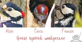 Attēlu rezultāti vaicājumam “Dendrocopos minor female”