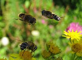 Attēlu rezultāti vaicājumam “Eristalis sp.”
