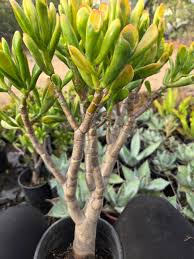 Image result for Crassula hobbit