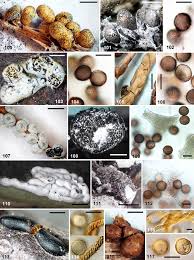 Attēlu rezultāti vaicājumam “Dianema nivale spores”