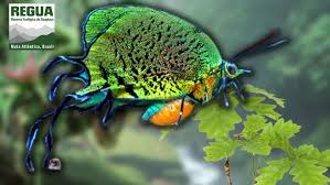 Attēlu rezultāti vaicājumam “Arcyria imperialis”