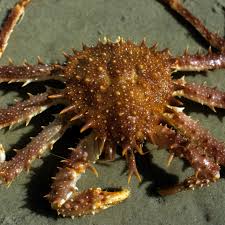 Image result for Lithodes maja