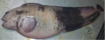 Image result for Anarhichas denticulatus