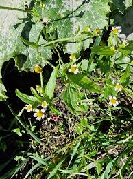 Attēlu rezultāti vaicājumam “Galinsoga quadriradiata leaf”
