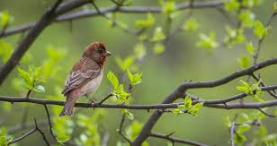 Attēlu rezultāti vaicājumam “Carpodacus erythrinus”