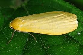 Attēlu rezultāti vaicājumam “Eilema sororcula”