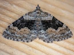 Attēlu rezultāti vaicājumam “Xanthorhoe quadrifasiata”