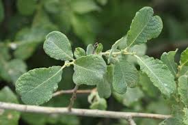 Attēlu rezultāti vaicājumam “Salix aurita leaf”