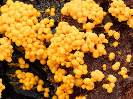 Attēlu rezultāti vaicājumam “Badhamia macrocarpa”