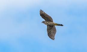 Image result for Goshawks G C
