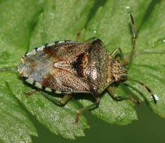 Attēlu rezultāti vaicājumam “Elasmucha grisea”