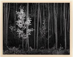 Image result for Ansel Adams Aspens New Mexico