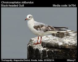 Image result for Chroicocephalus ridibundus