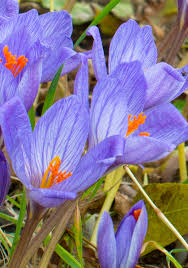 Attēlu rezultāti vaicājumam “Crocus speciosus”