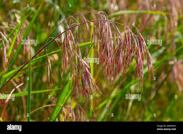 Attēlu rezultāti vaicājumam “Anisantha tectorum fruit”