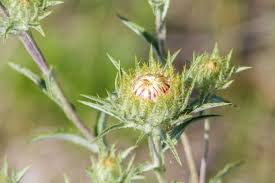 Attēlu rezultāti vaicājumam “Carlina vulgaris flower”