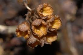 Attēlu rezultāti vaicājumam “Oligonema persimile macro”