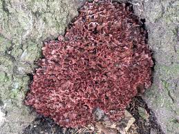 Image result for Podoscypha multizonata