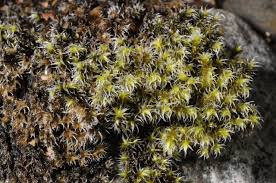 Attēlu rezultāti vaicājumam “Racomitrium heterostichum”