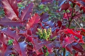 Attēlu rezultāti vaicājumam “Mahonia aquifolium leaf”