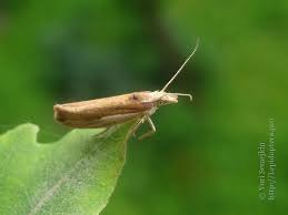 Attēlu rezultāti vaicājumam “Ypsolopha parenthesella”