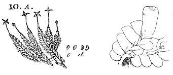 Attēlu rezultāti vaicājumam “Leiocolea rutheana sporophyte”