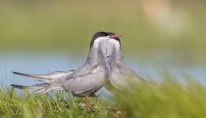 Attēlu rezultāti vaicājumam “Chlidonias hybrida adult”